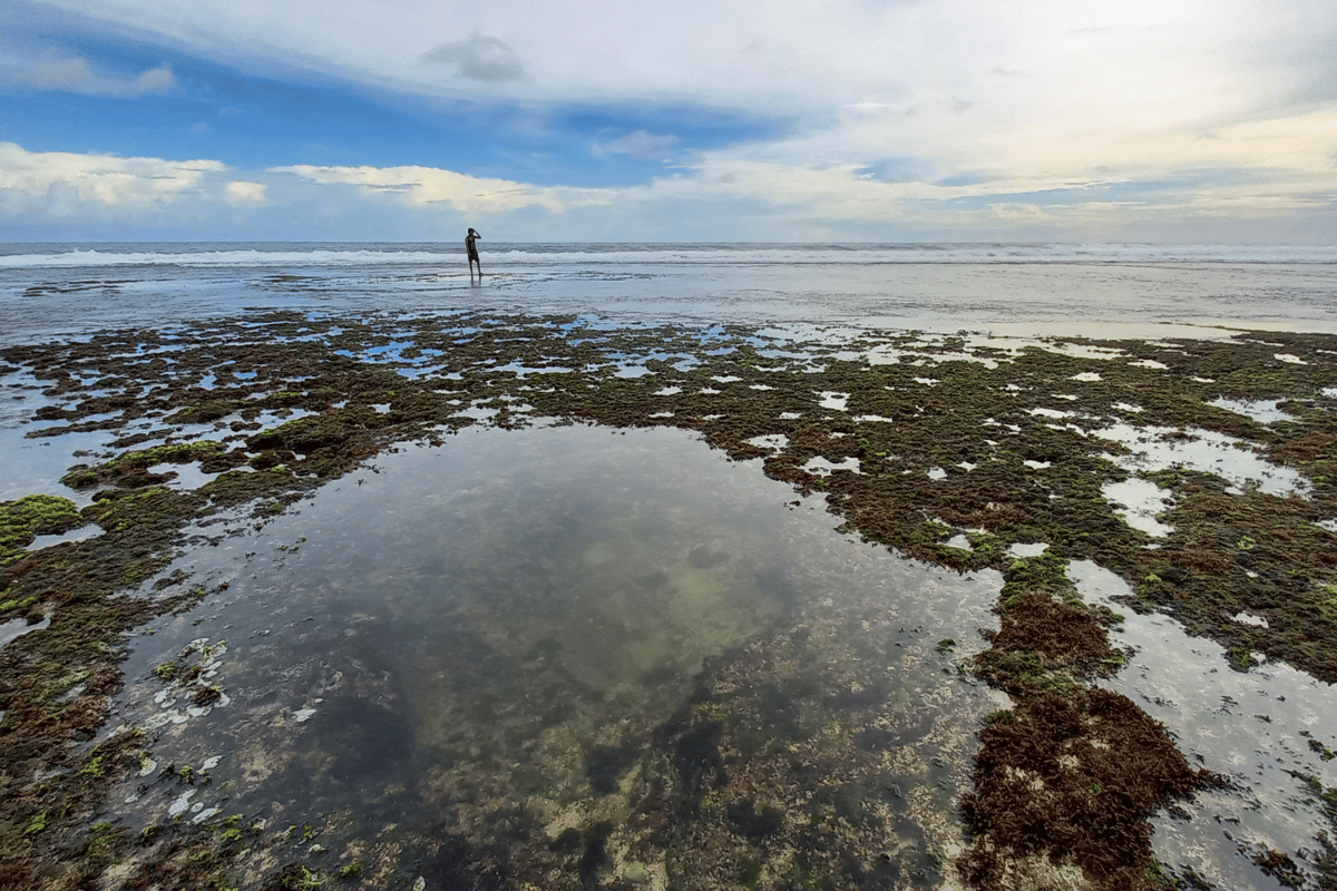 Person walking on the seaweed-covered shore at Sepanjang Beach during low tide.