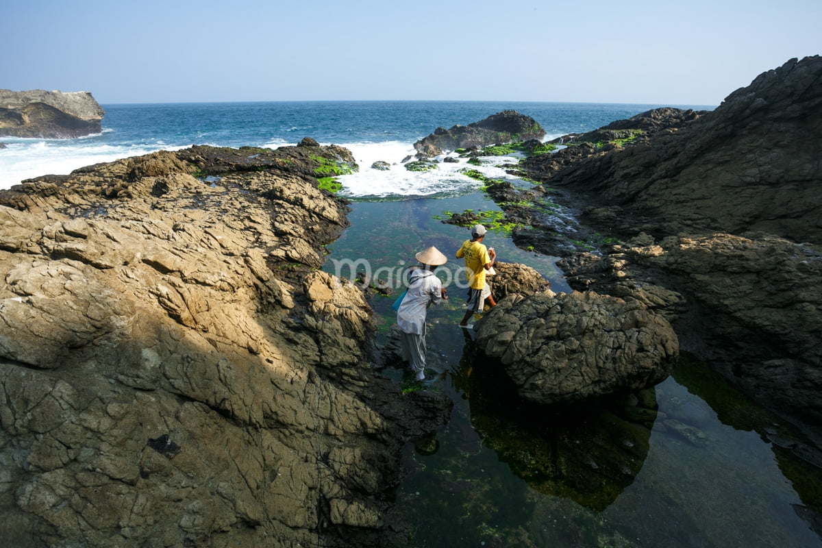 Local residents harvesting seaweed growing in the crevices of rocks at Jungwok Beach.