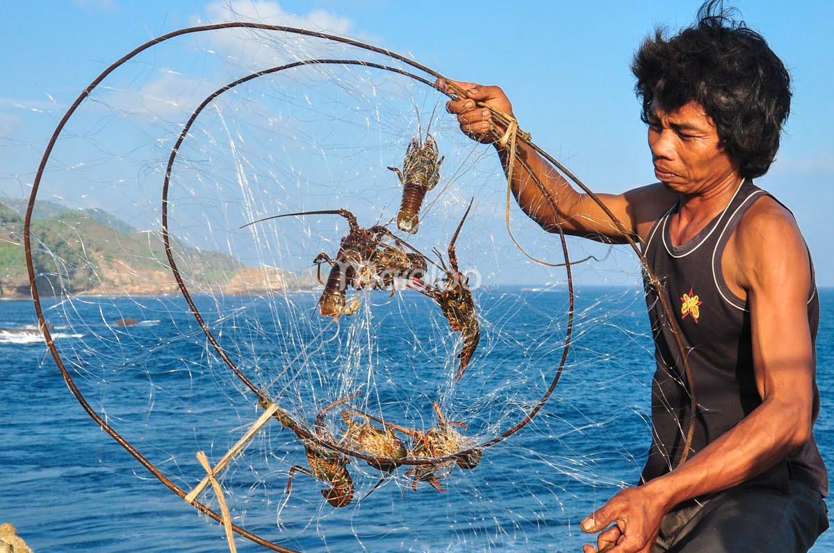 A man holding a fishing net filled with lobsters at Timang Beach.