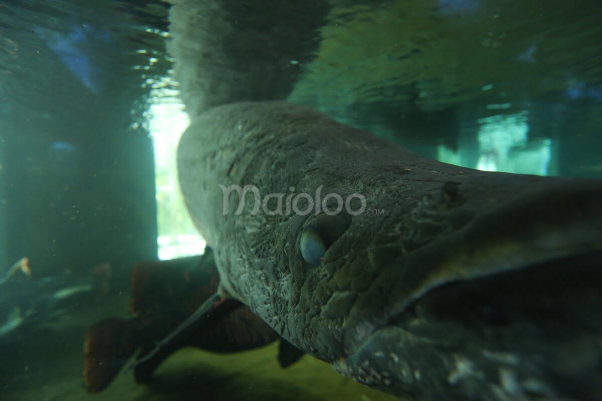 An arapaima gigas fish underwater at Gembira Loka Zoo.