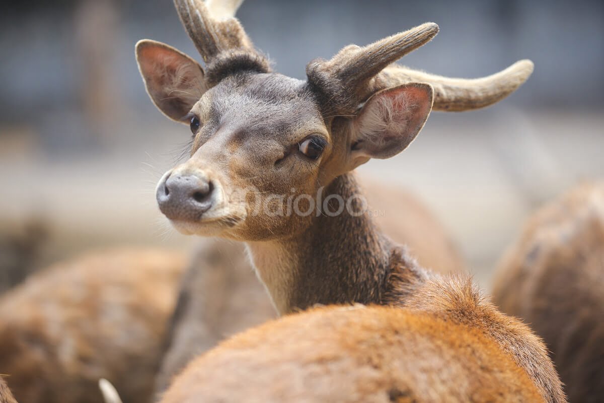 A deer looking at the camera at Gembira Loka Zoo.