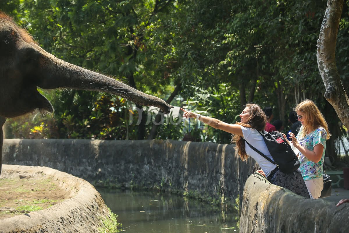 A visitor interacts with an elephant at Gembira Loka Zoo.