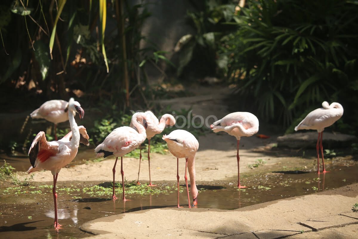 A group of flamingos standing in shallow water at Gembira Loka Zoo.