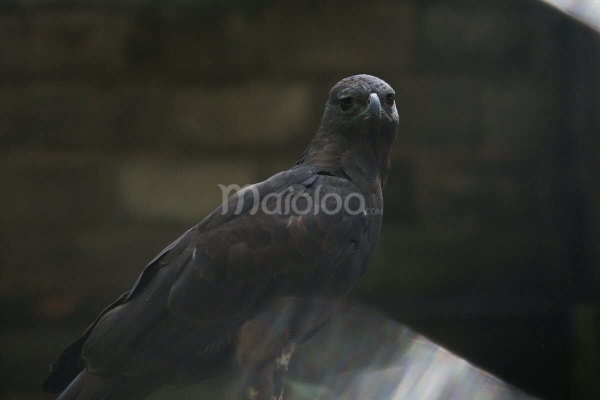 A Javan Hawk-Eagle perched at Gembira Loka Zoo.