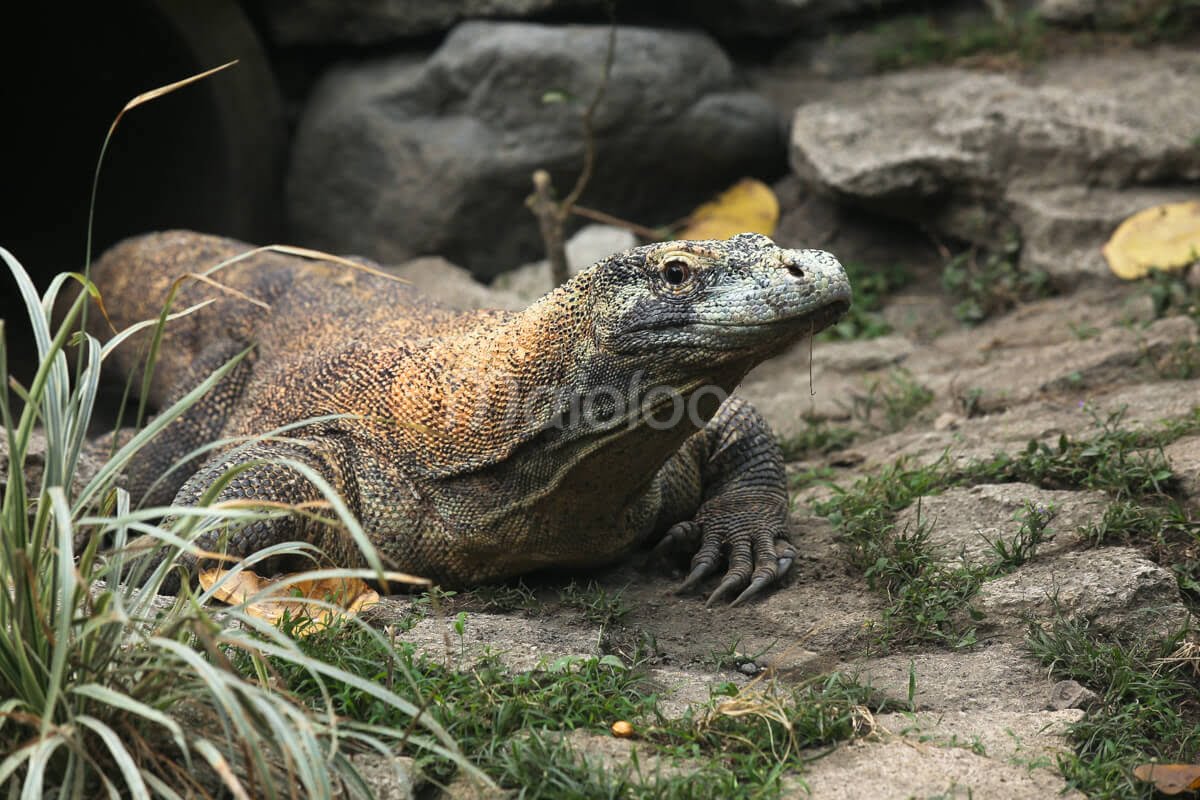 A Komodo dragon resting on the ground at Gembira Loka Zoo.