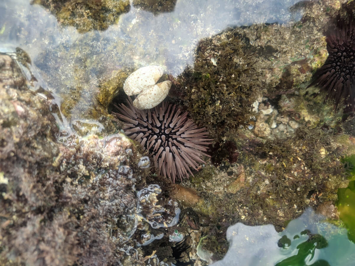 Close-up of sea urchins and shells in a tidal pool at Sepanjang Beach.