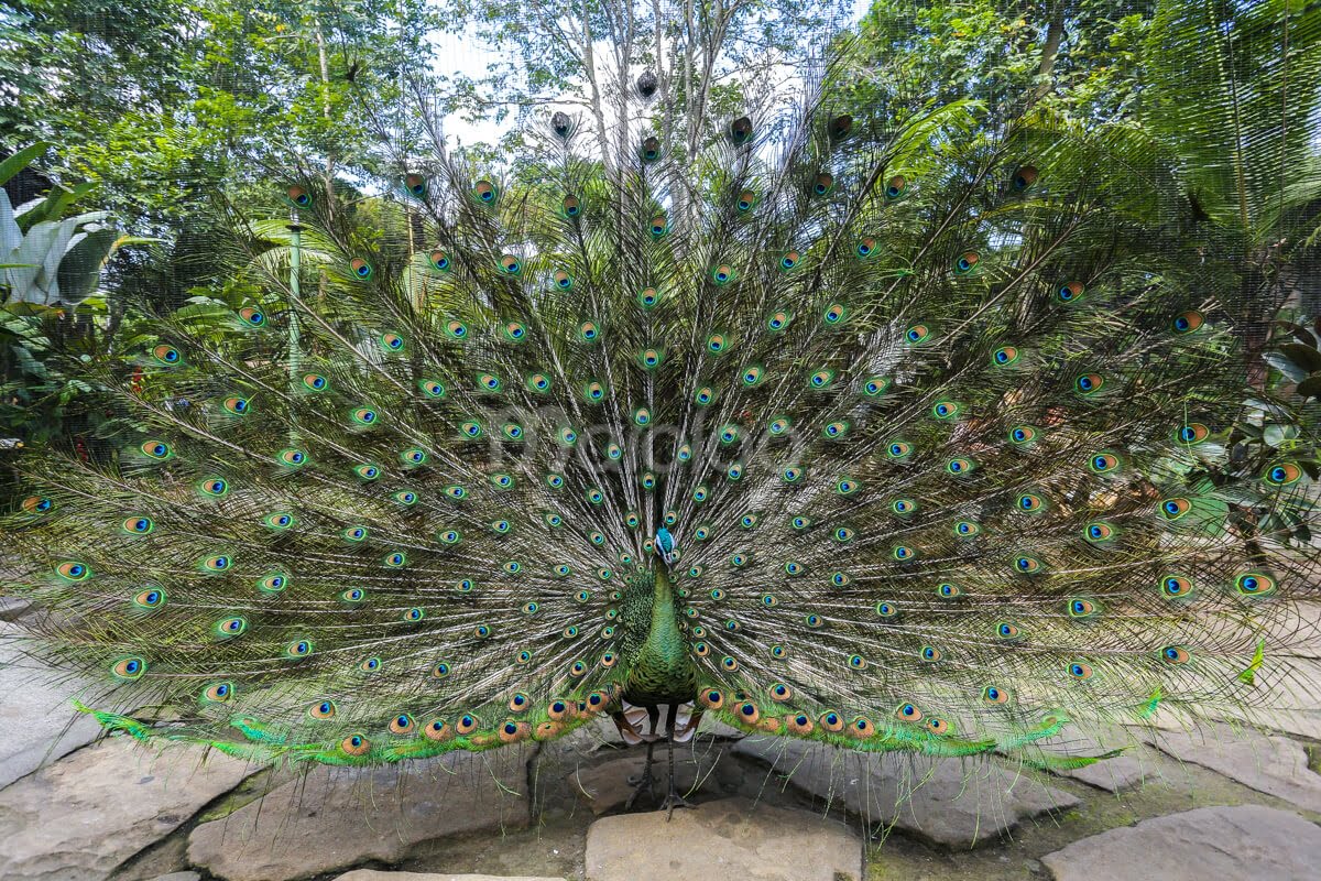 A peacock with its feathers fully spread at Gembira Loka Zoo.