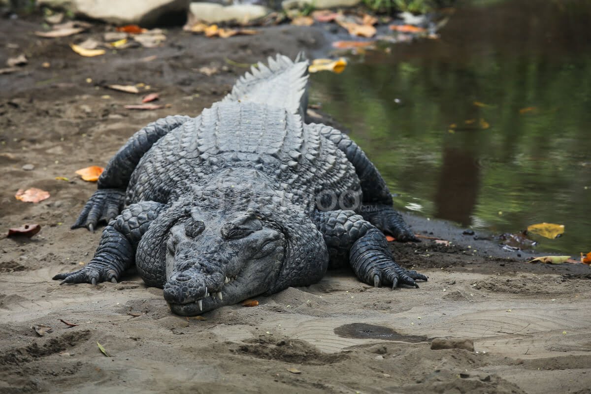 A saltwater crocodile resting near the water at Gembira Loka Zoo.