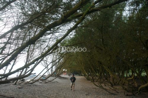 A visitor walking under the shady trees at Goa Cemara Beach.