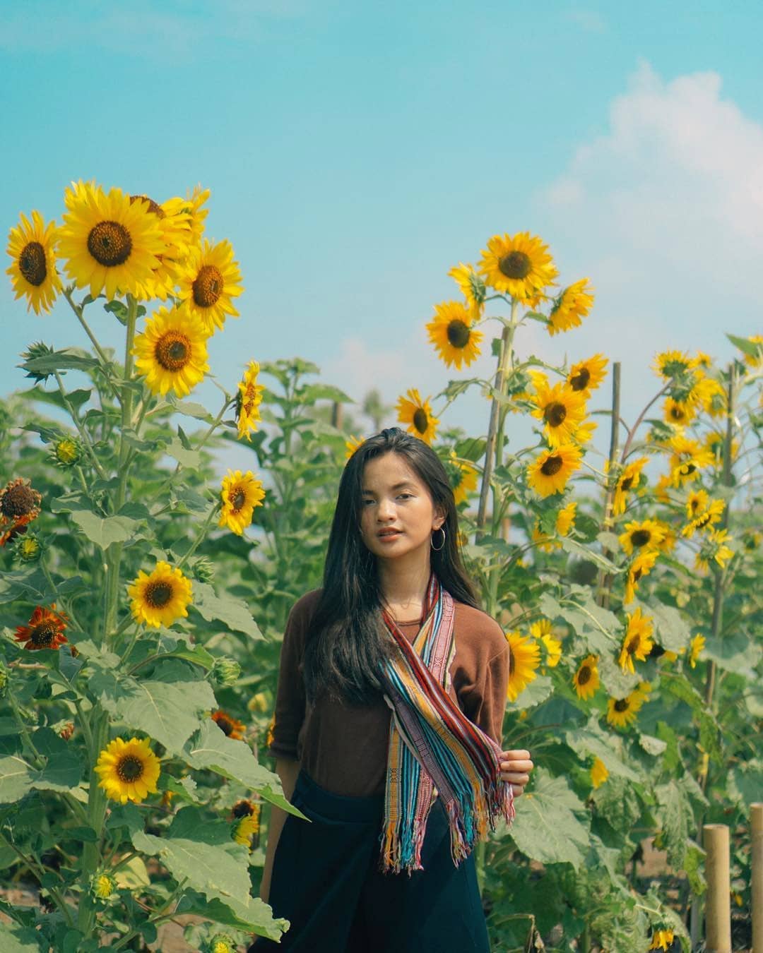 A young woman standing among tall sunflowers in a garden.