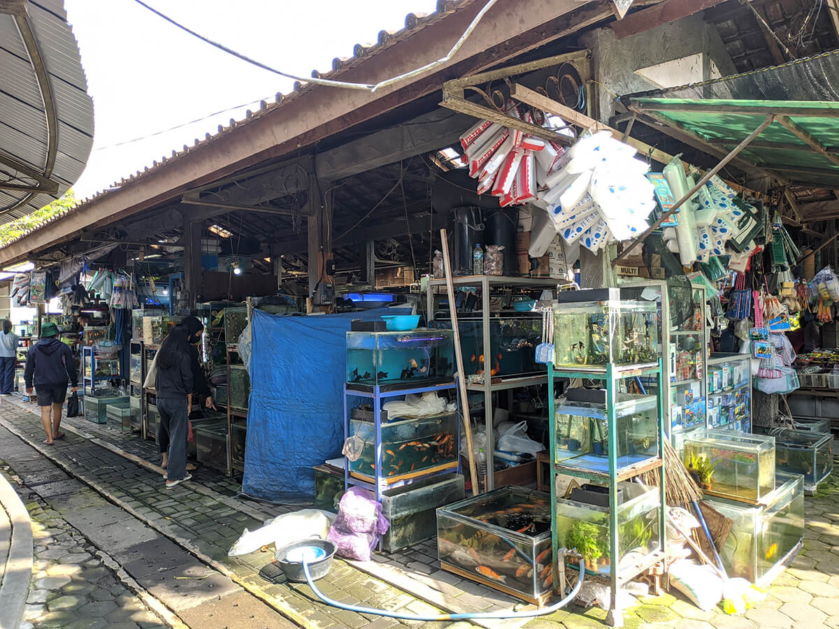 Rows of fish tanks and aquariums at PASTY market in Yogyakarta.