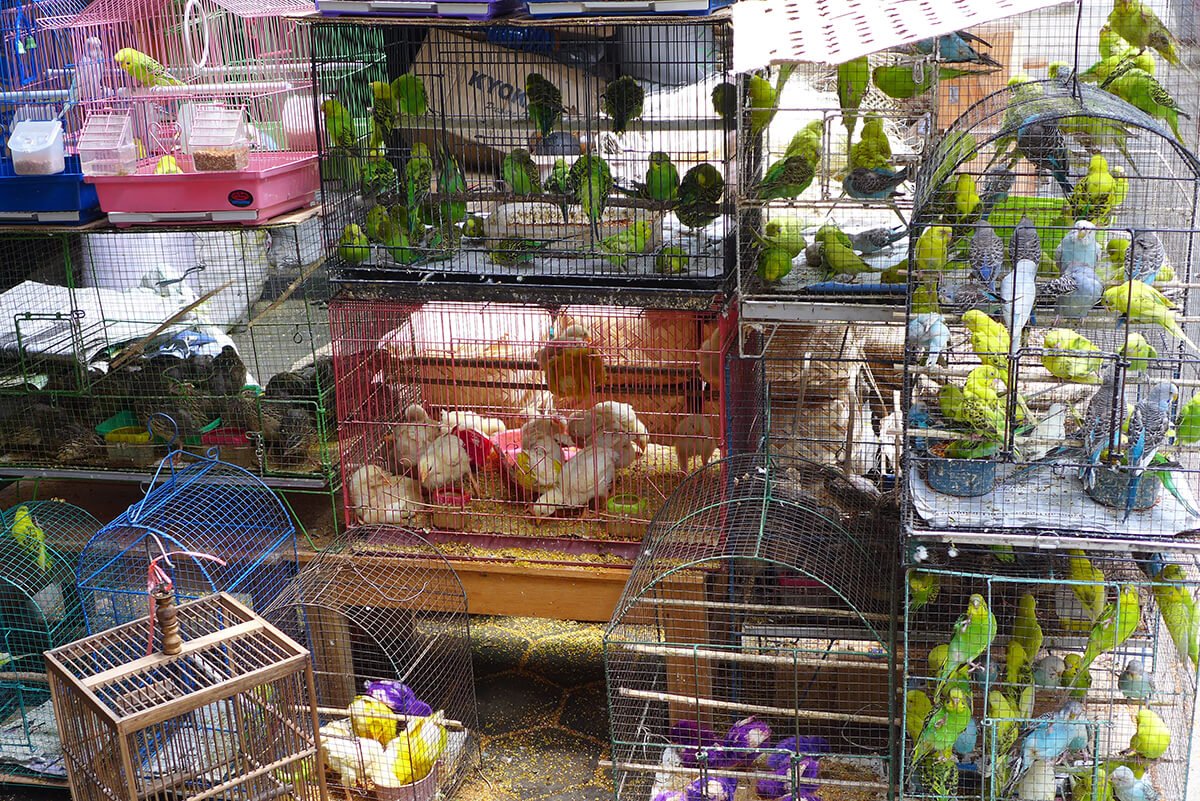 Birds in colorful cages at PASTY market in Yogyakarta.