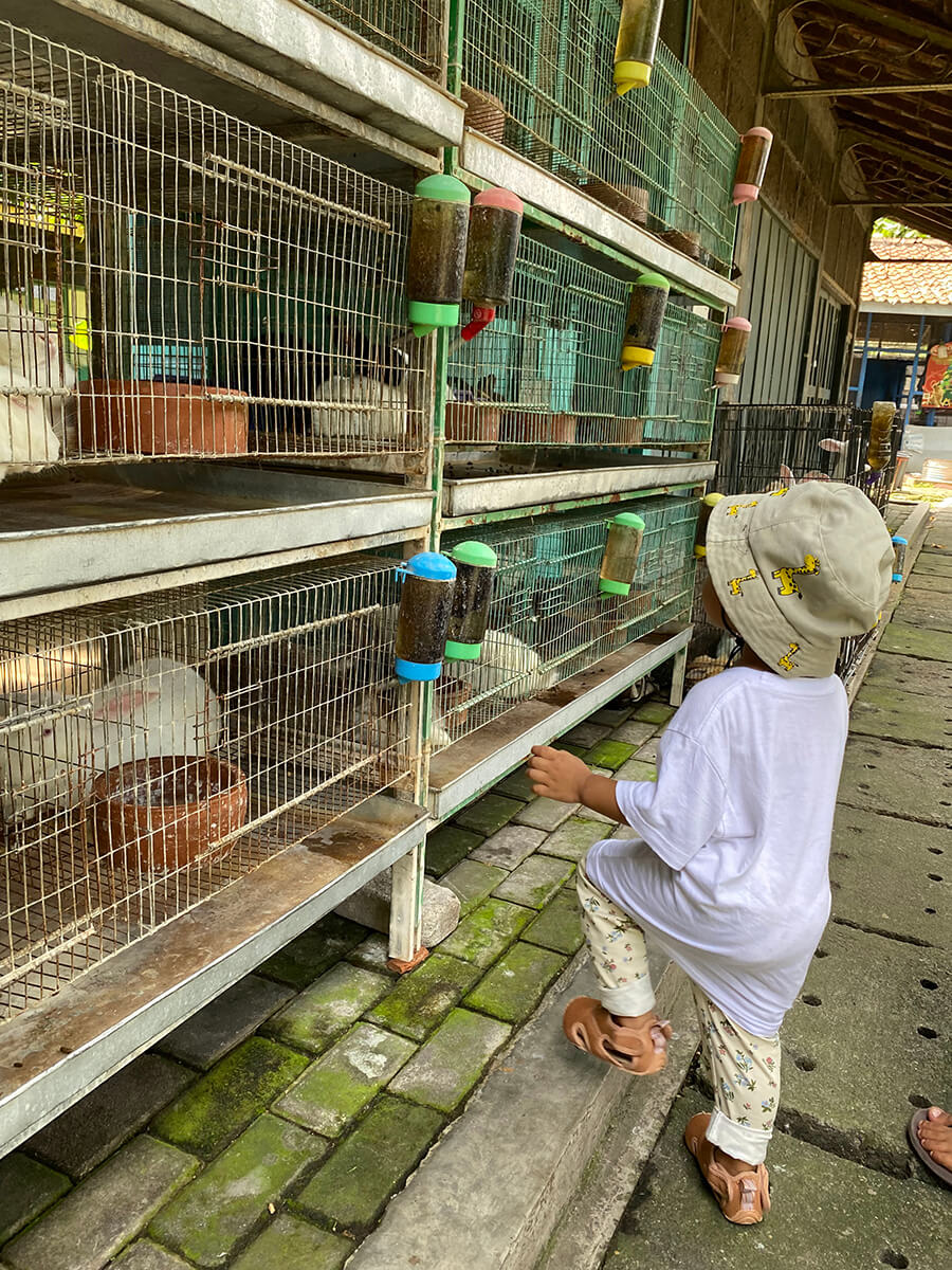 Child looking at rabbits in cages at PASTY market in Yogyakarta.