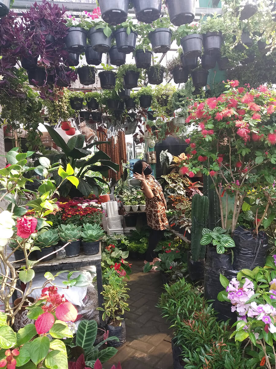 Person browsing through a lush display of hanging and potted plants at PASTY market in Yogyakarta.