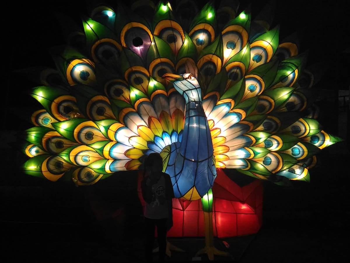 A peacock lantern brightly lit at night with a person standing in front of it at Taman Pelangi in Yogyakarta.