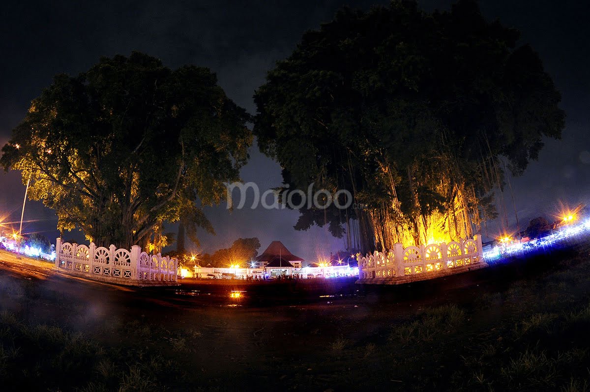 Two banyan trees illuminated at night in Alun-Alun Kidul, Yogyakarta.