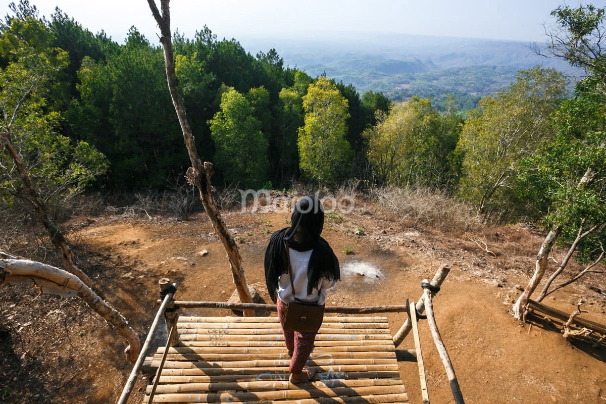 A girl standing on a wooden deck overlooking the lush greenery of Mangunan Pine Forest.