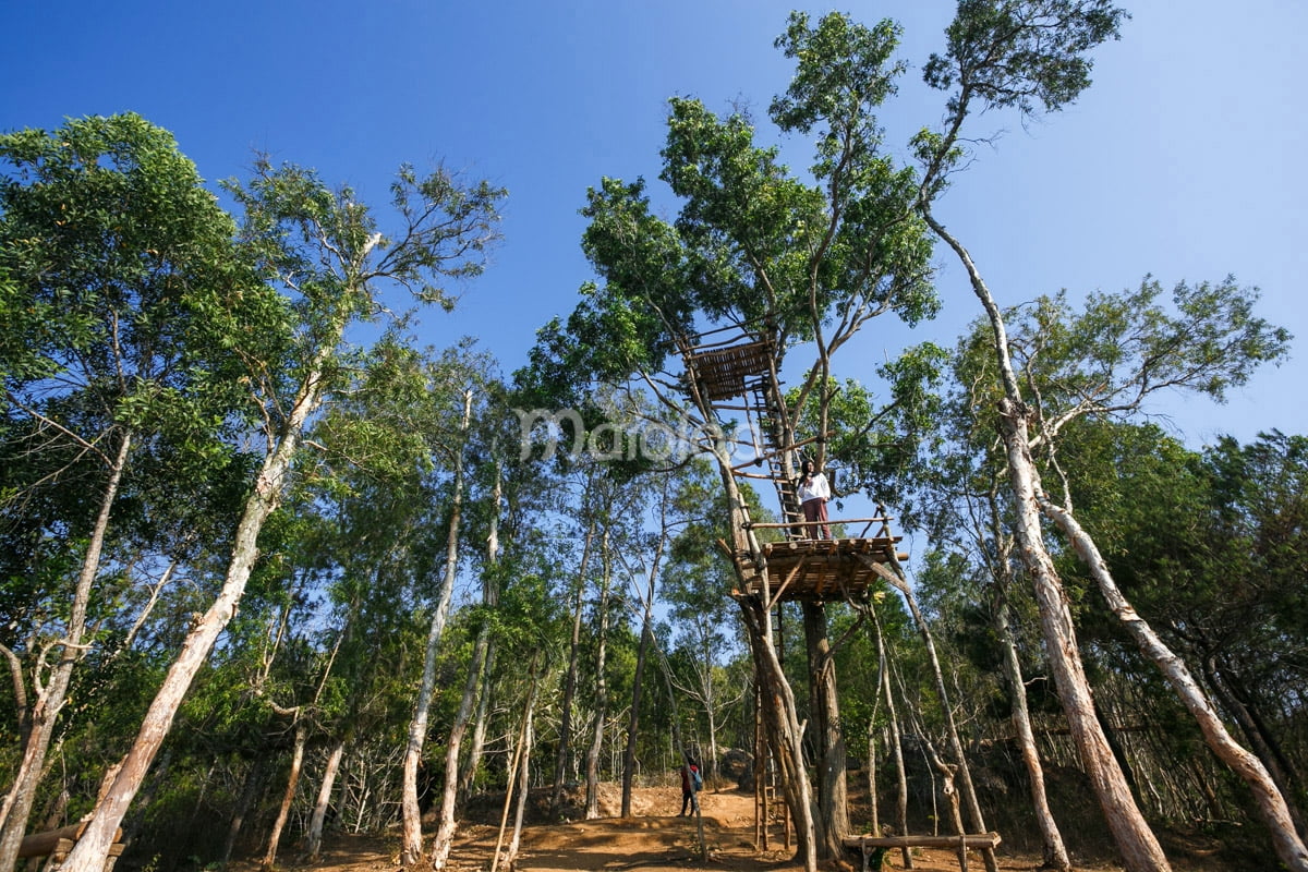 A wooden lookout platform built among eucalyptus trees in Mangunan Pine Forest.