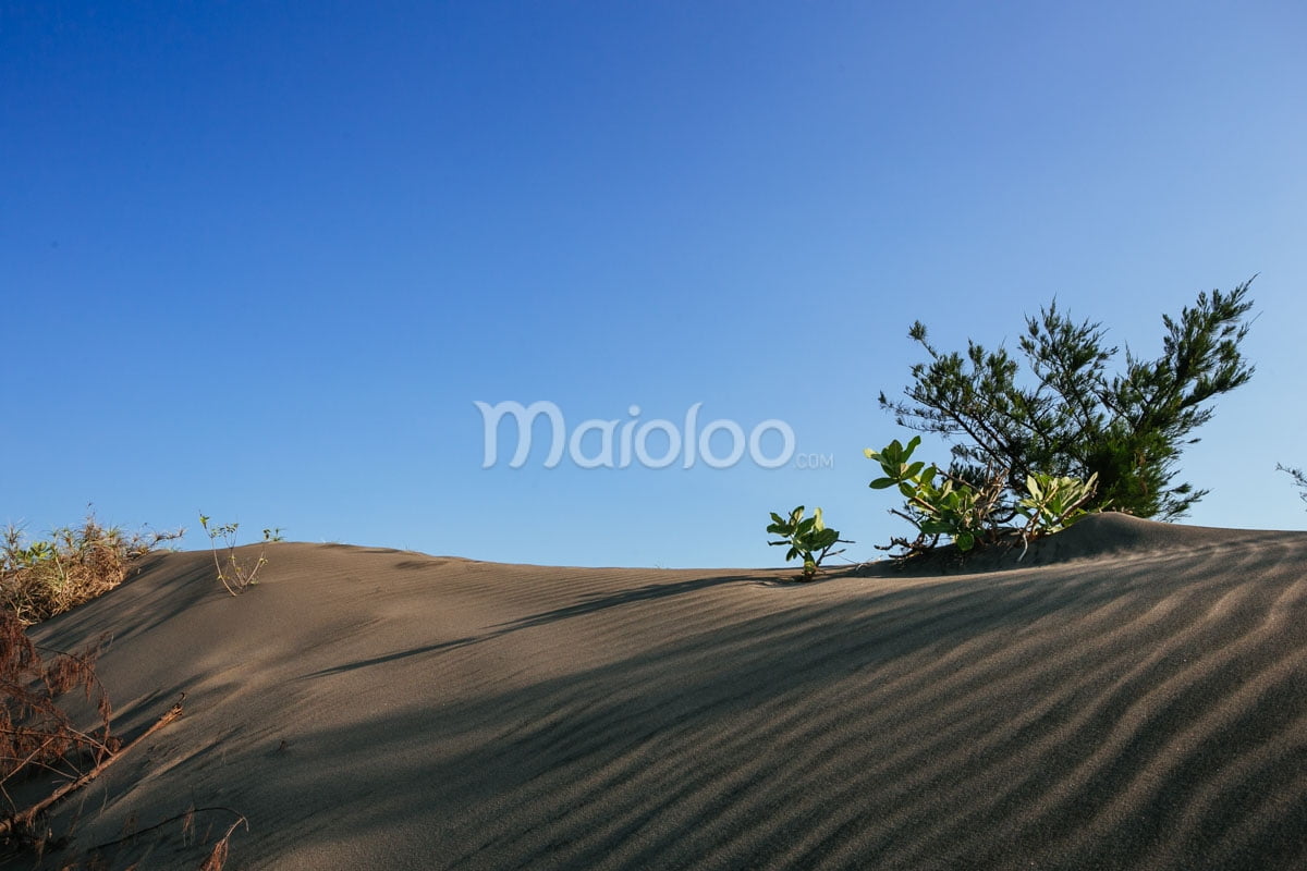 A sand dune with small plants growing on top under a clear blue sky.