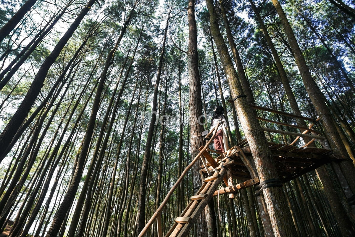 A girl stands on a wooden lookout platform among tall pine trees in Mangunan Pine Forest.