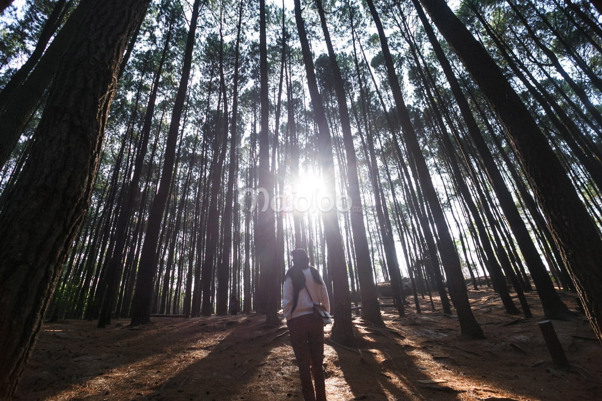 A girl walks through Mangunan Pine Forest with the morning sun shining through the trees.