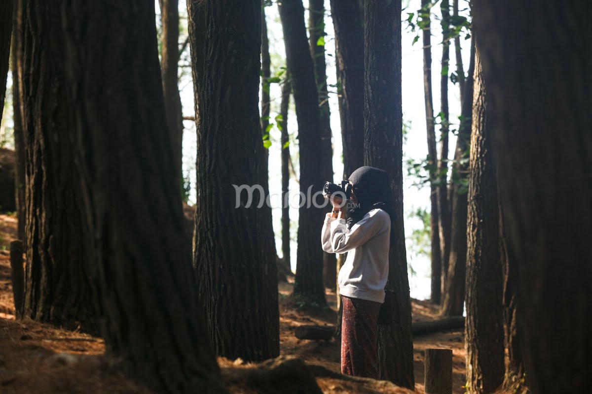 A girl taking photos with a camera among tall pine trees in Mangunan Pine Forest.