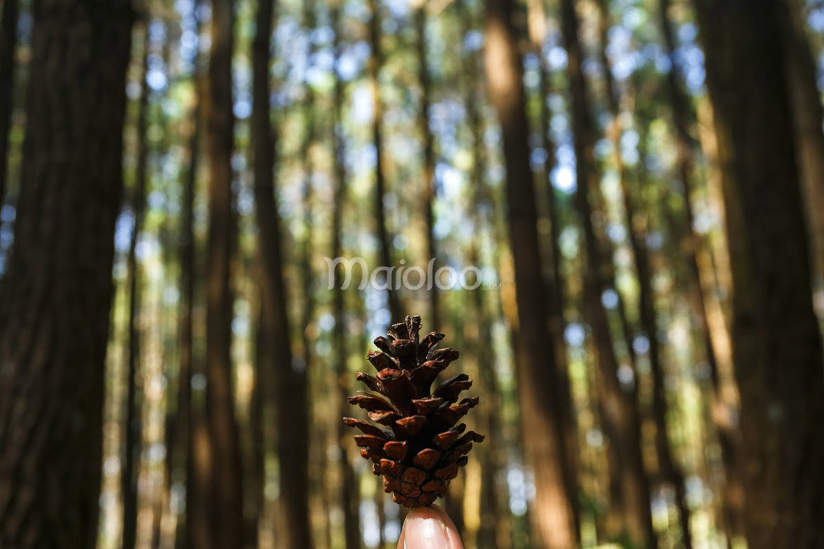 A close-up of a pine cone held by someone, with tall pine trees in the background in Mangunan Pine Forest.