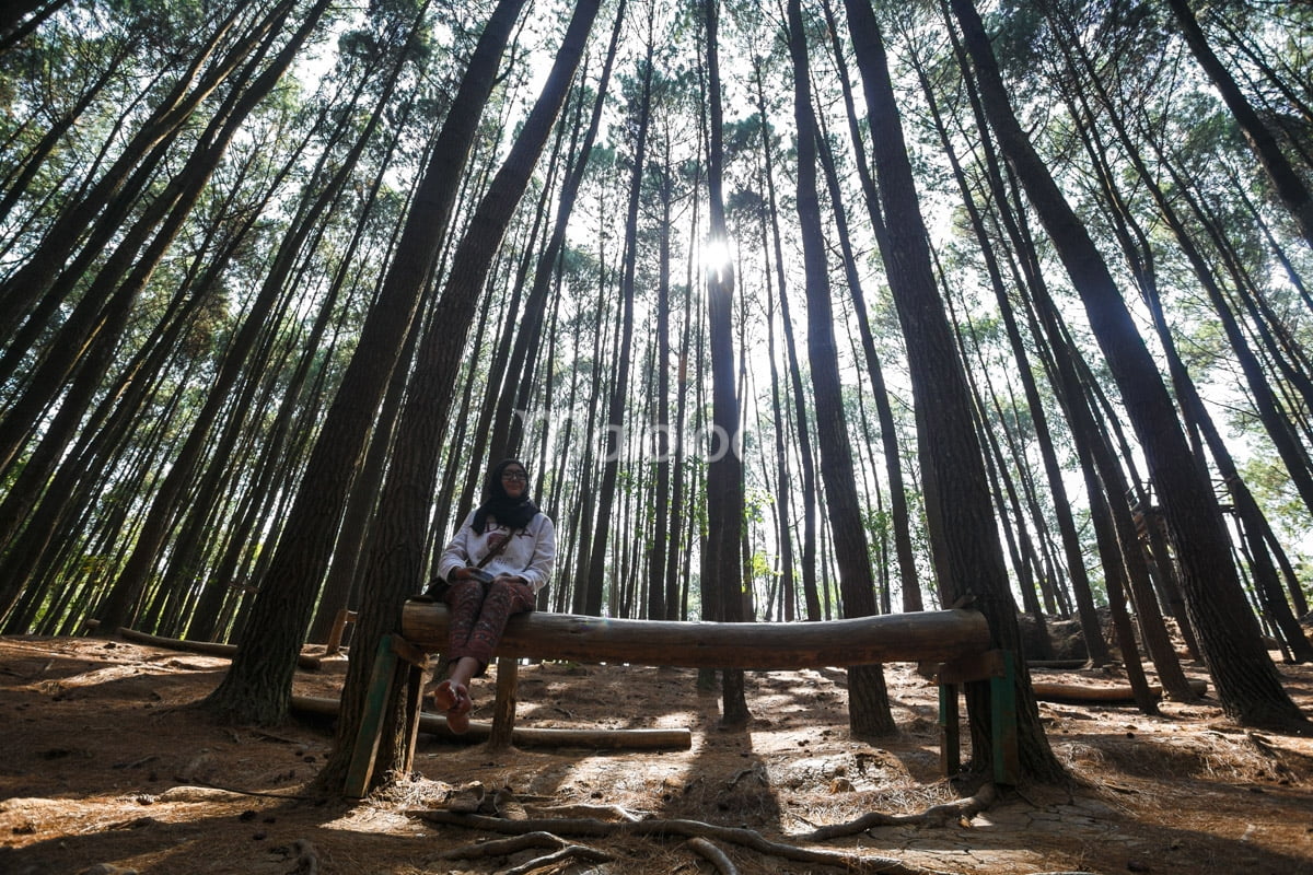 A girl sitting on a wooden bench amidst tall pine trees in Mangunan Pine Forest.