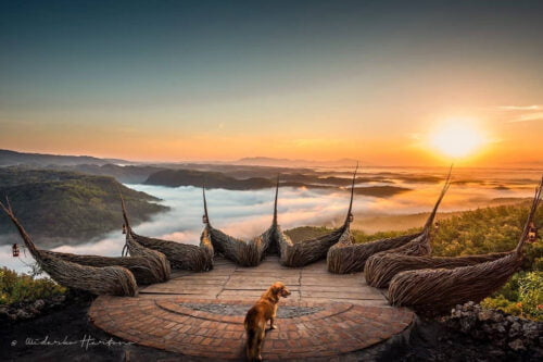 A dog stands on a wooden platform with unique wicker structures, looking out at a beautiful sunrise over misty hills at Geoforest Watu Payung Turunan.