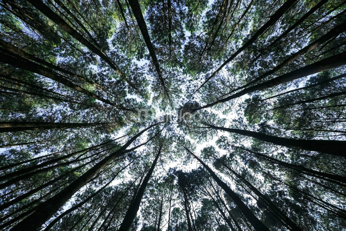 Tall pine trees seen from below in Mangunan Pine Forest, creating a canopy overhead.