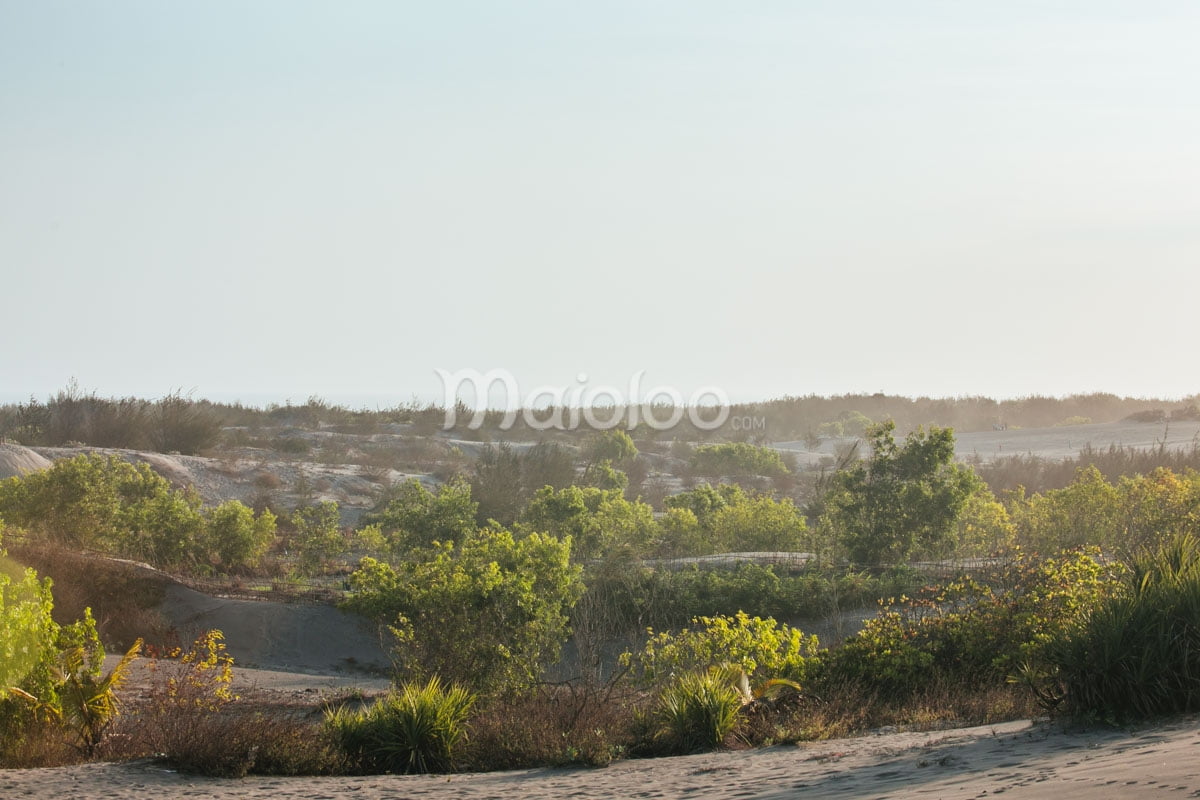 A landscape view of sand dunes with lush green vegetation under a bright sky.