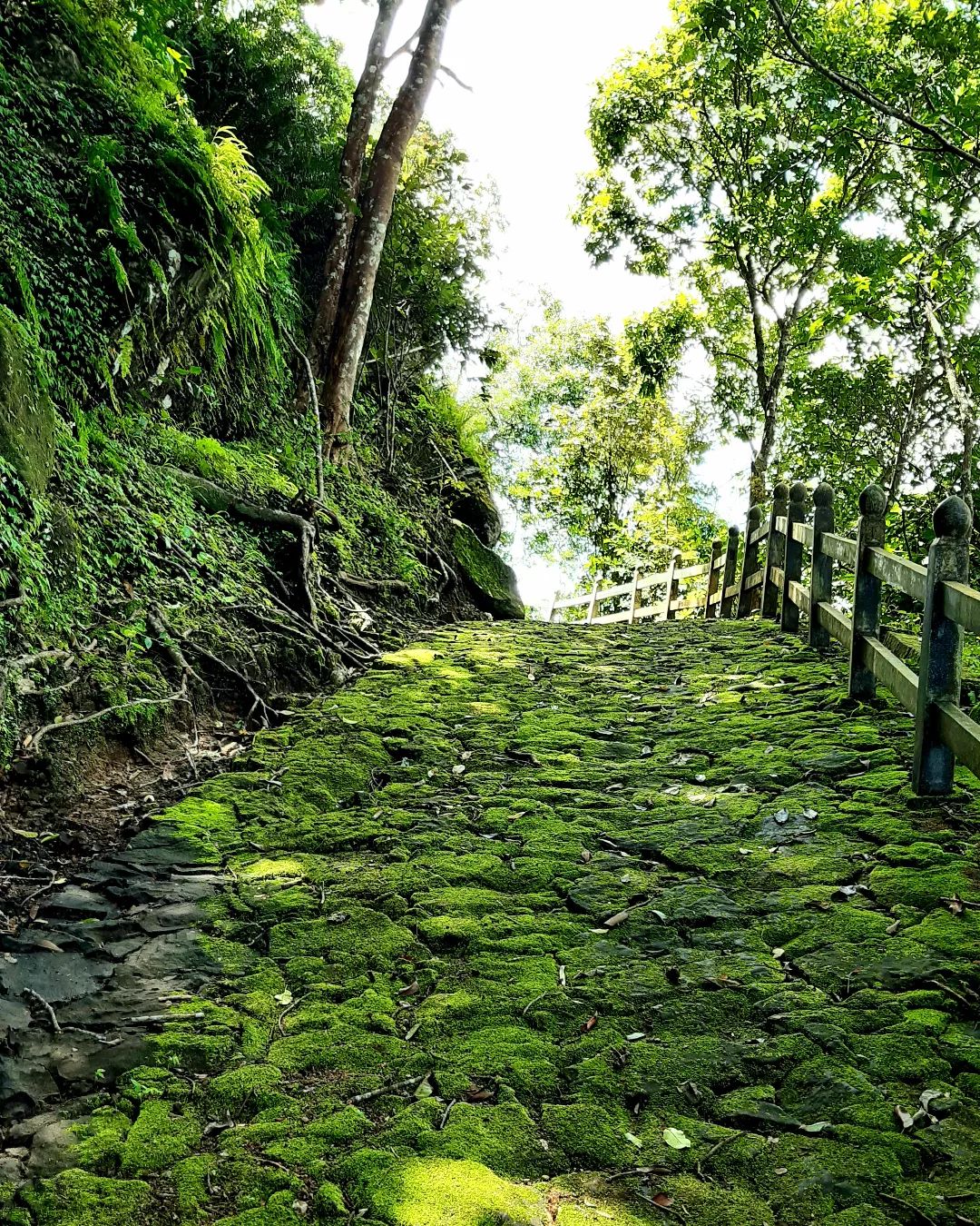 A moss-covered stone pathway at Gunung Gambar, surrounded by lush green trees.