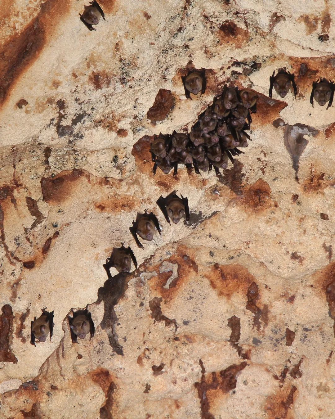 Cluster of bats hanging from the ceiling of Pindul Cave.