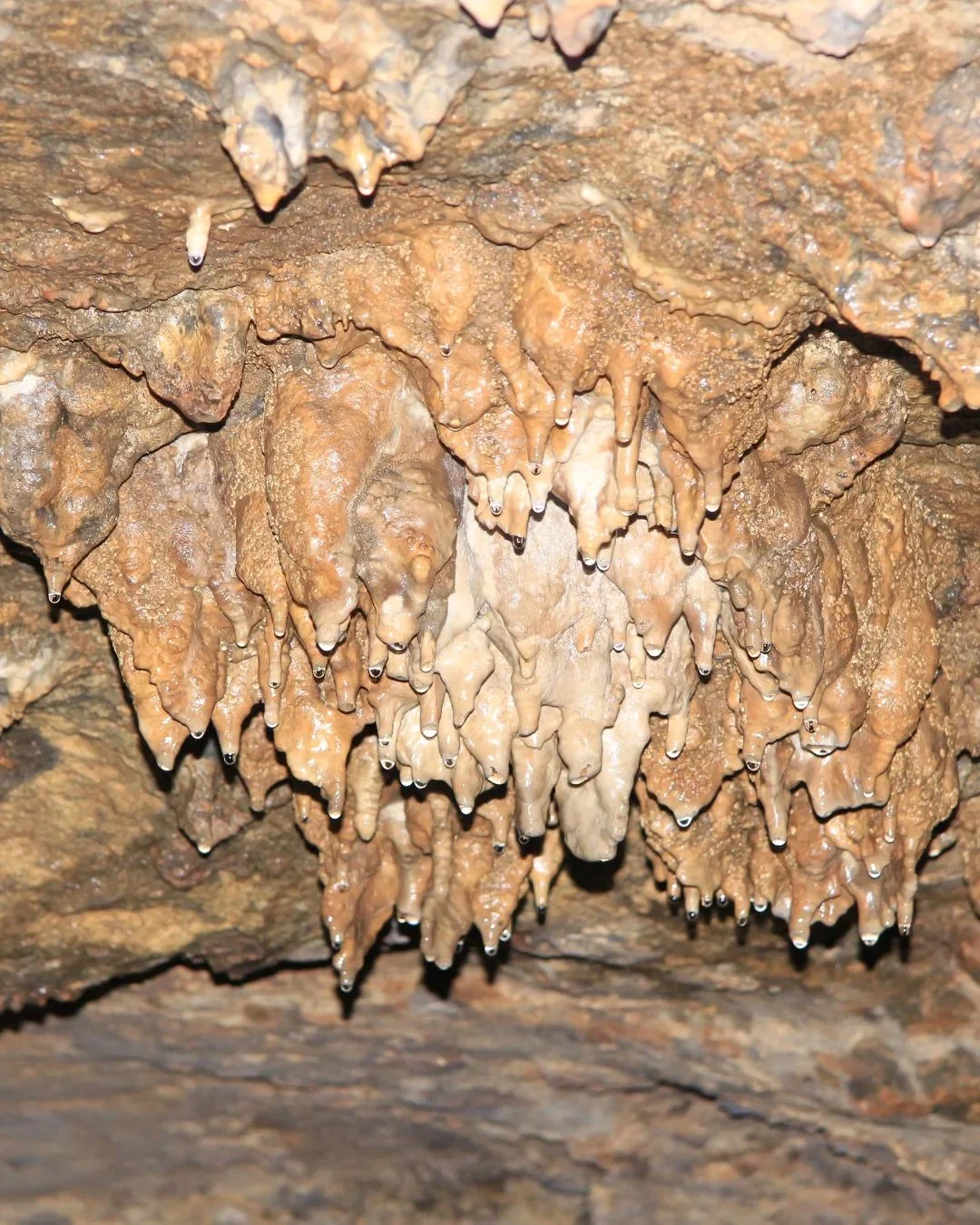 Close-up of stalactites with water droplets hanging from the ceiling of Pindul Cave.