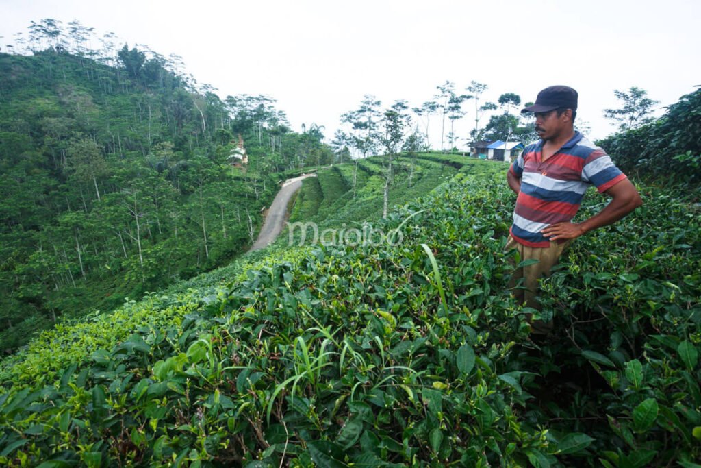 A tea farmer standing amidst the green tea plants at Nglinggo Tea Plantation in Kulon Progo, Yogyakarta.