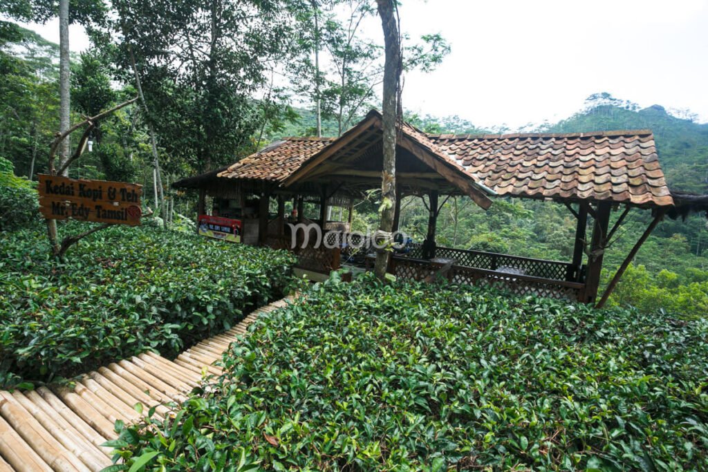 A quaint café surrounded by lush tea plants at Nglinggo Tea Plantation in Kulon Progo, Jogja.