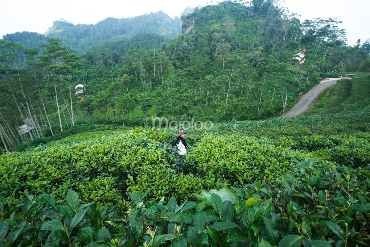 Visitor exploring the lush green tea fields at Nglinggo Tea Plantation in Kulon Progo, Yogyakarta.