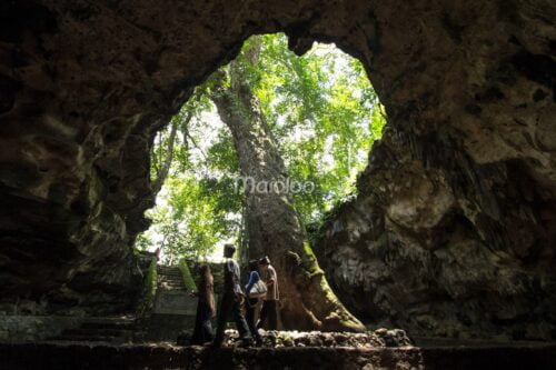 People exploring the bottom of Rancang Kencono Cave with a large klumpit tree standing at the entrance.