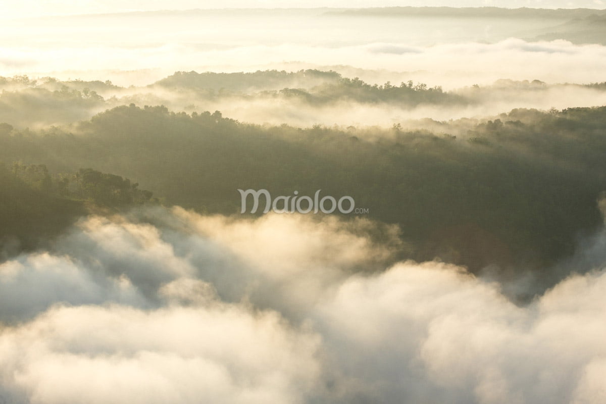 Lush green hills at Mangunan Fruit Garden partially covered by a golden sea of clouds during sunrise.