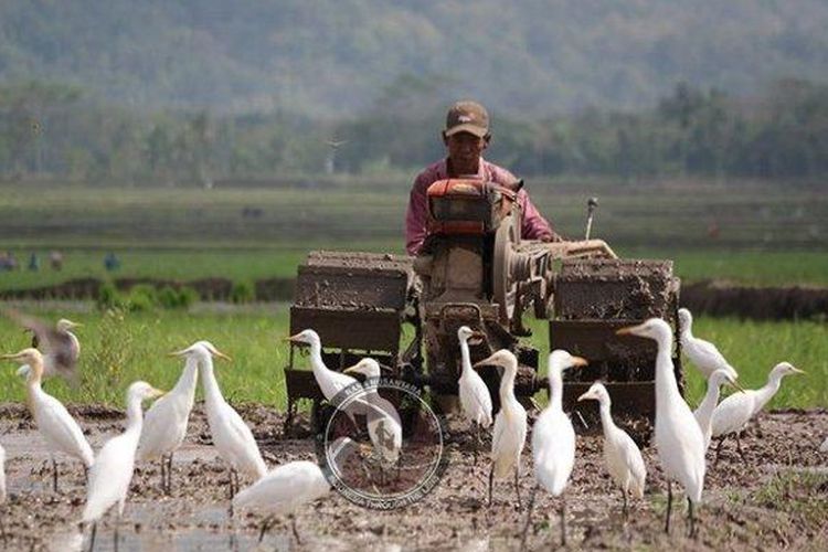 A farmer plowing a wet paddy field on a tractor, surrounded by white herons in Ketingan Tourism Village, Sleman, Yogyakarta.