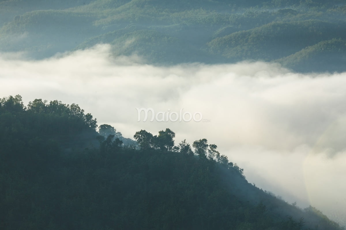 Lush green hills at Mangunan Fruit Garden partially covered by a sea of clouds during sunrise.