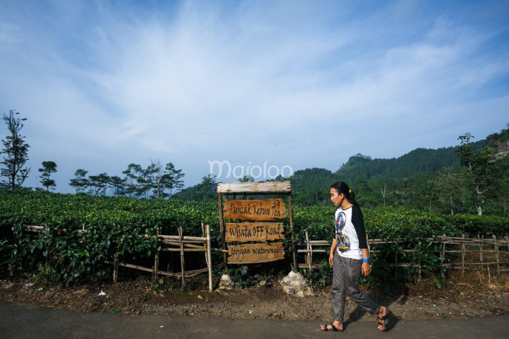 Visitor walking by a wooden sign at Nglinggo Tea Plantation in Kulon Progo, surrounded by lush tea fields.