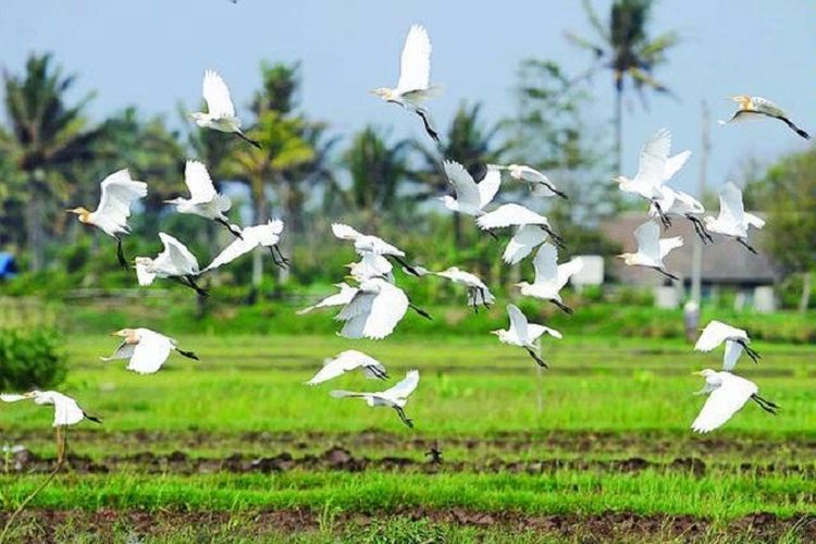 A flock of white herons flying over green paddy fields in Ketingan Tourism Village, Sleman, Yogyakarta.