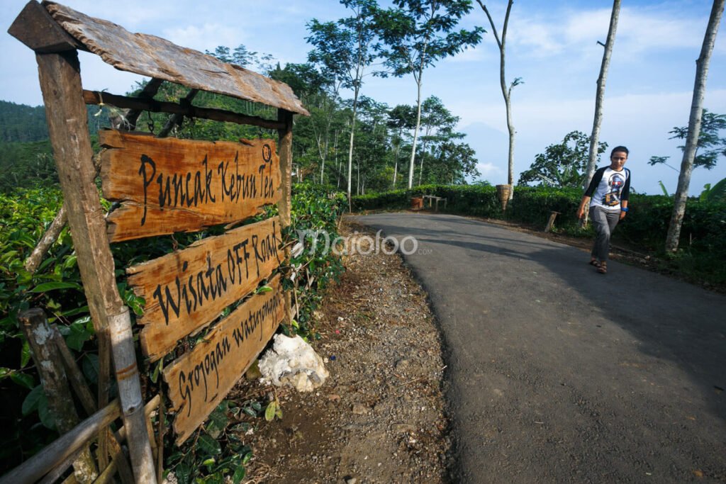 A person walking along a path next to a wooden sign at Nglinggo Tea Plantation in Kulon Progo.