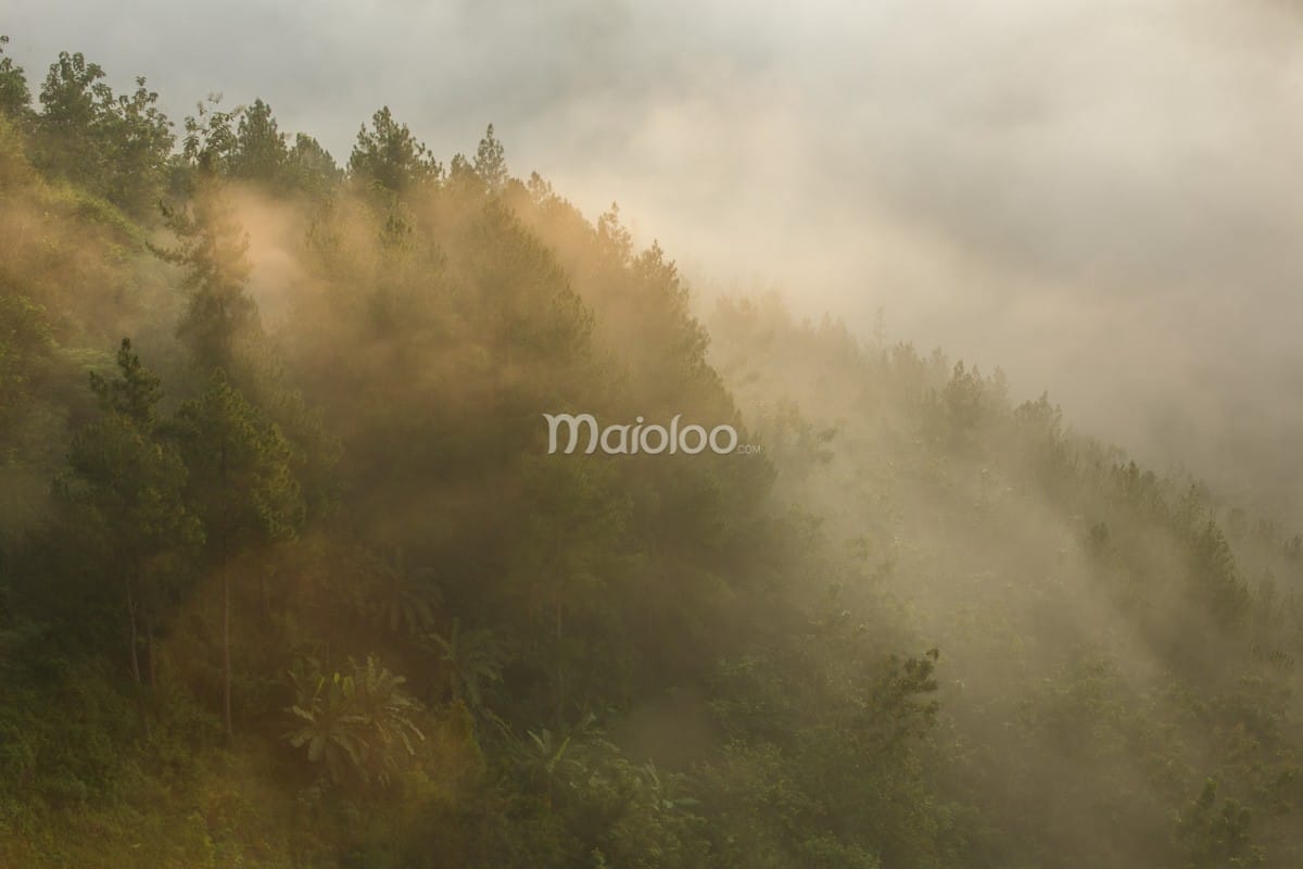 Sunlight filters through the mist, illuminating the lush green forest at Panguk Kediwung Hill.