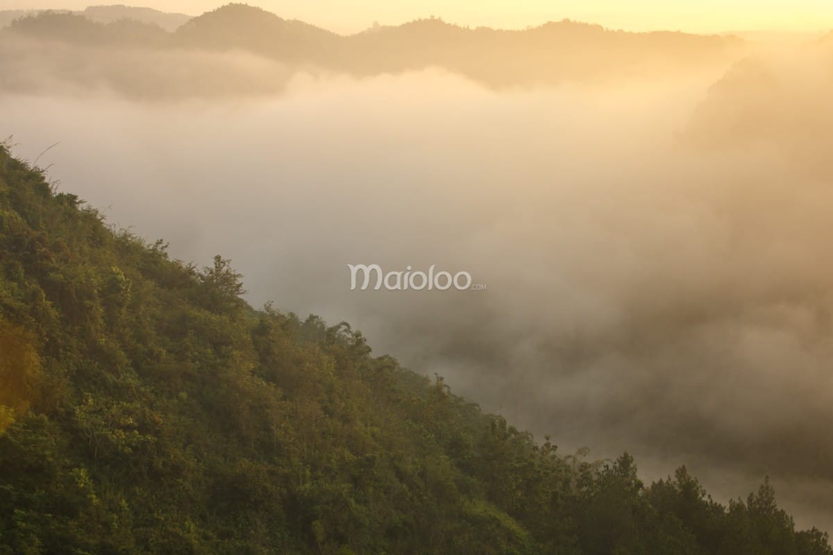 A view of lush green hills surrounded by a sea of clouds at Panguk Kediwung Hill during sunrise.