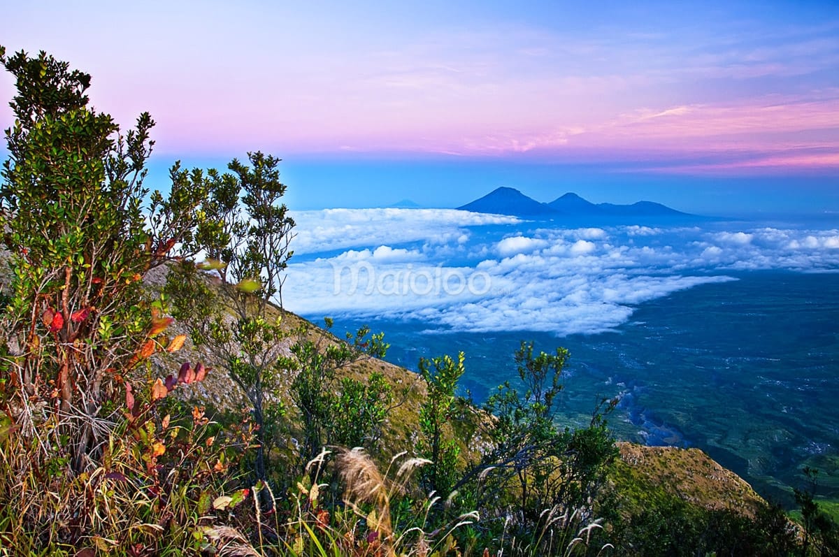 A scenic view of Mount Sumbing, Mount Sindoro, and the Dieng Plateau, surrounded by clouds, seen from the Mount Merapi hiking trail.