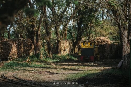 A vintage yellow locomotive transporting sugarcane through a shady pathway lined with trees at Madukismo Sugar Factory in Yogyakarta, with piles of sugarcane visible on the side.