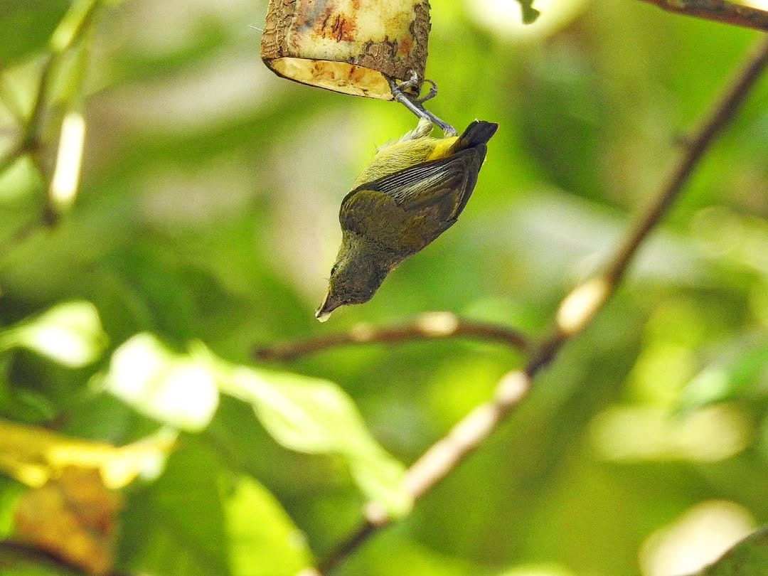 An Orange-bellied Flowerpecker hanging upside down on a twig in Wanagama Forest, surrounded by vibrant green foliage.