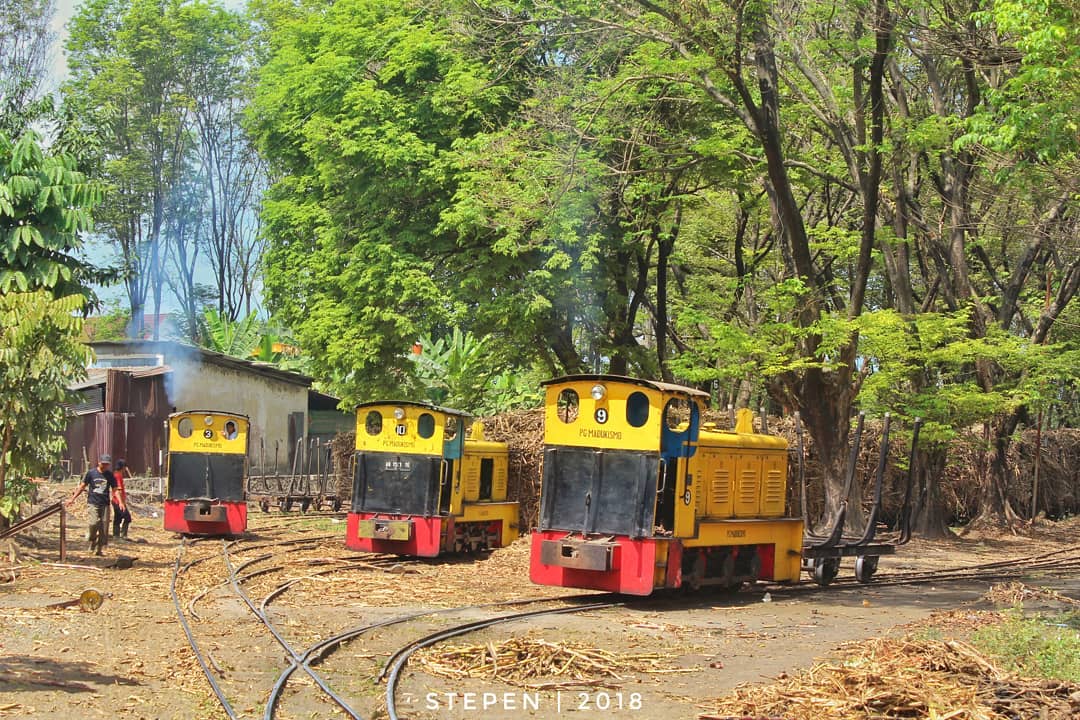 Three yellow vintage locomotives at Madukismo Sugar Factory in Yogyakarta, parked near rail tracks surrounded by sugarcane piles and green trees, with workers nearby.